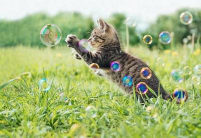 Crazy Cat Fun Bubbles ne burbuliukai katėms