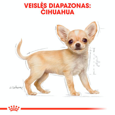 ROYAL CANIN Chihuahua Puppy 500 g sauso ėdalo šuniukams iki 10 mėnesių, čihuahua veislė