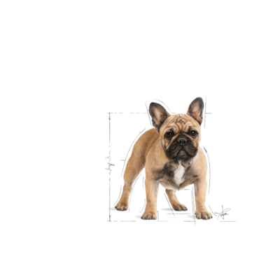 ROYAL CANIN French Bulldog Adult 9kg sausas pašaras suaugusiems prancūzų buldogų veislės šunims